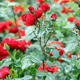 Image for article titled Botanic Garden Forced To Euthanize Rose Bush That Pricked Child